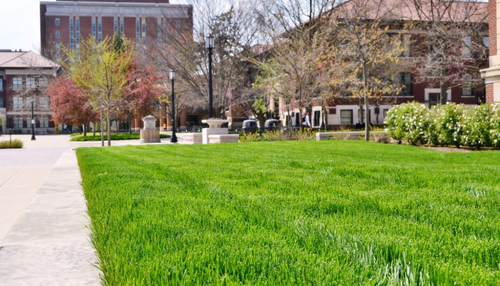 Perfectly Fresh Cut Green Spring Lawn In The University Campus